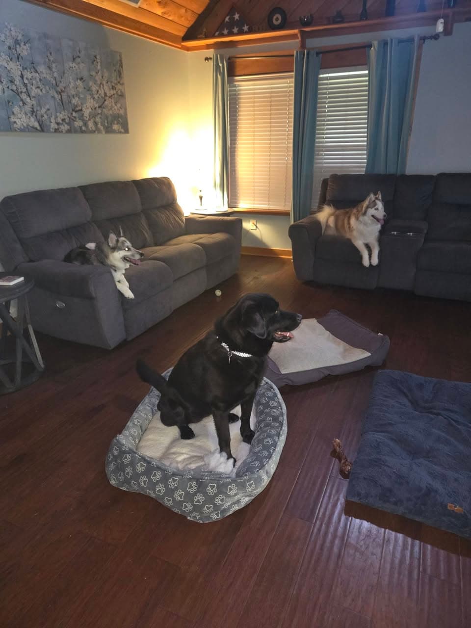 Three dogs relaxing on couches and a dog bed in a cozy living room