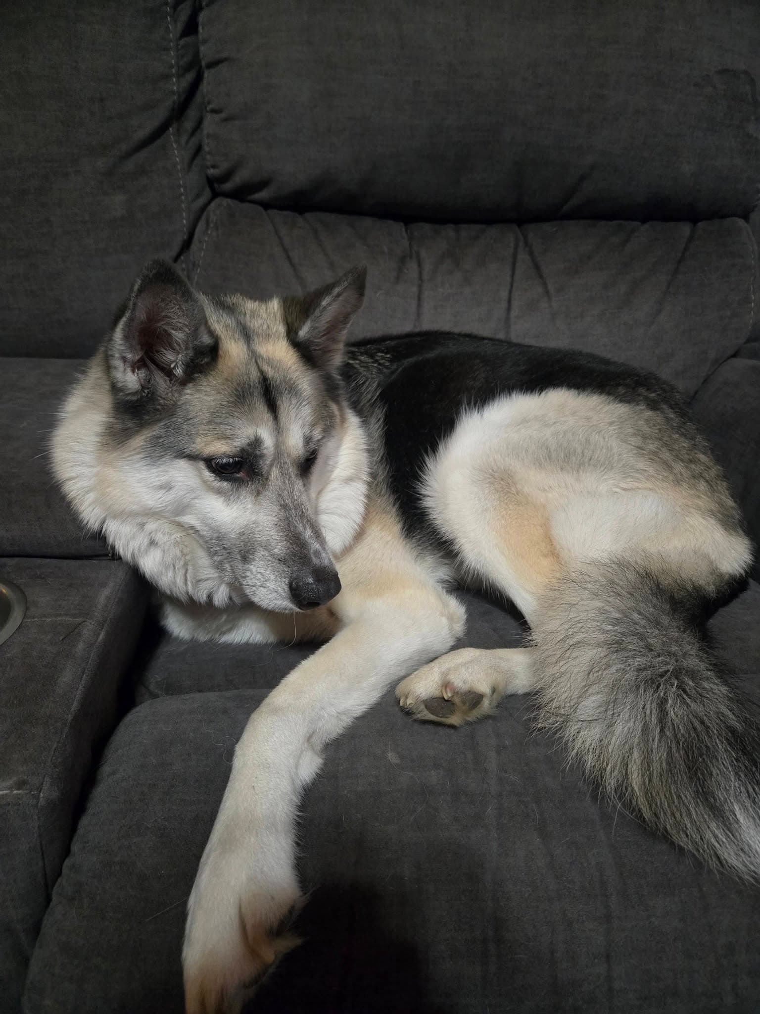 A husky mix curled up resting on a grey couch