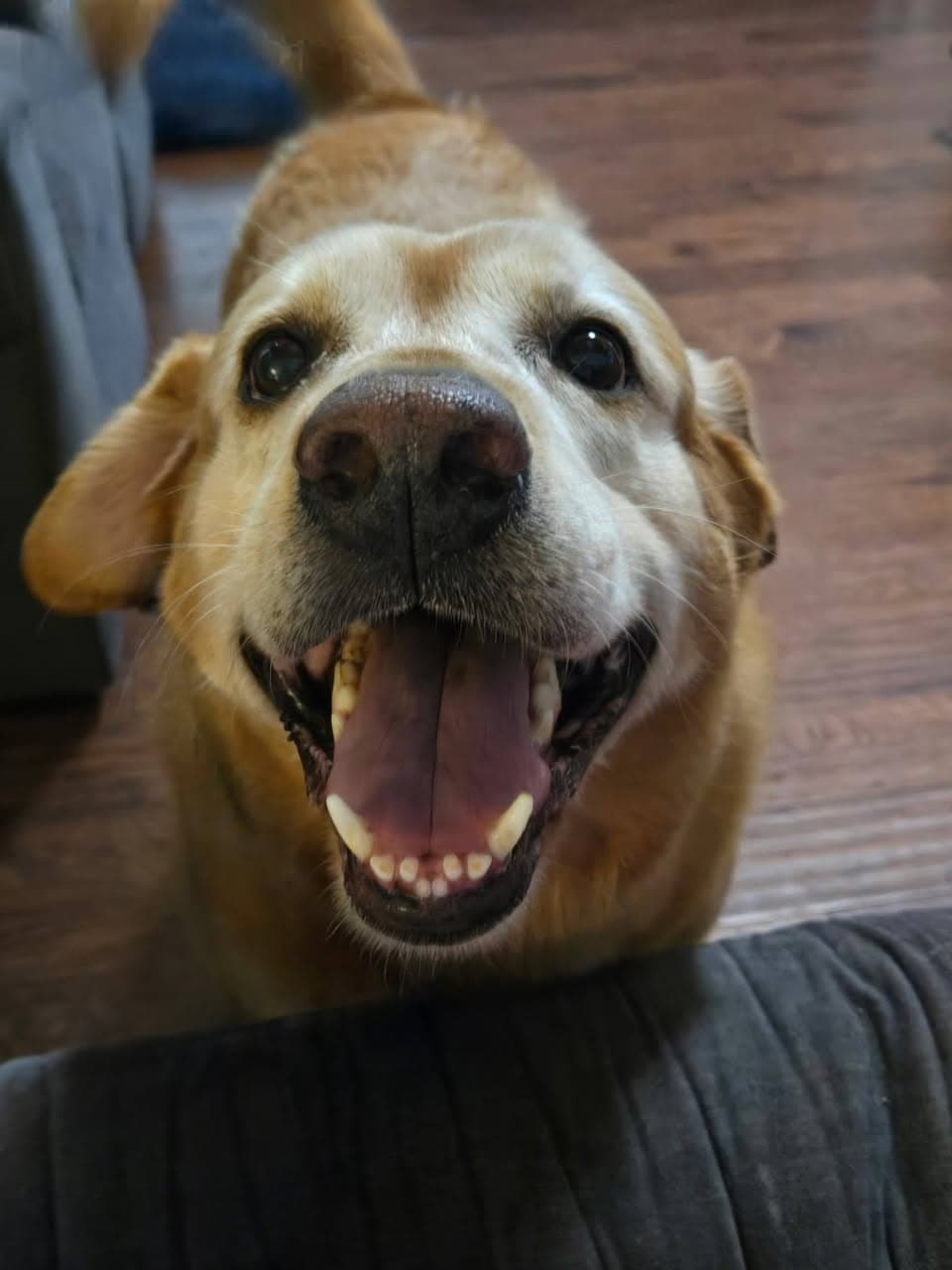 Happy yellow Labrador grinning with its tongue out