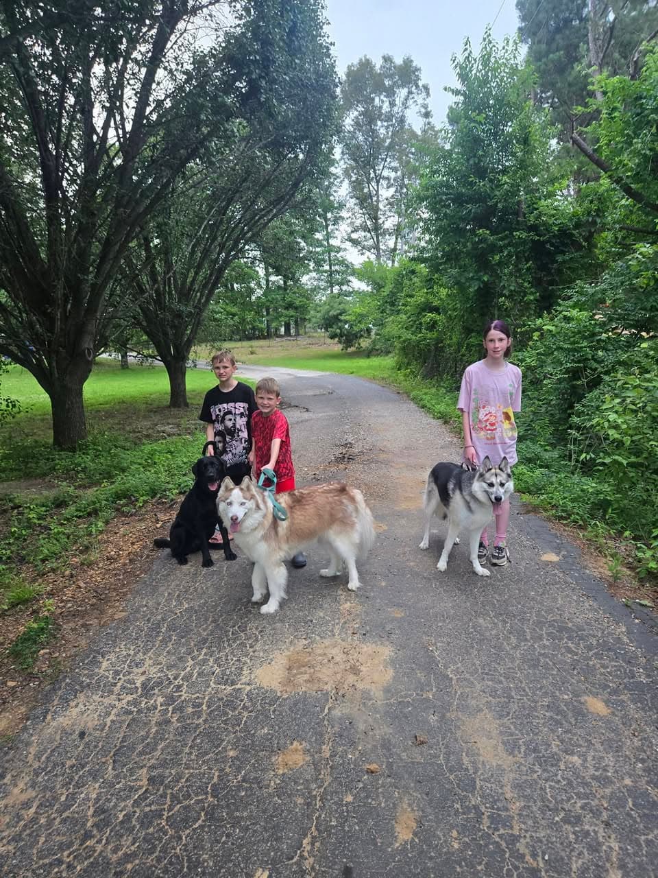 Three kids walking three dogs on leashes down a tree-lined lane