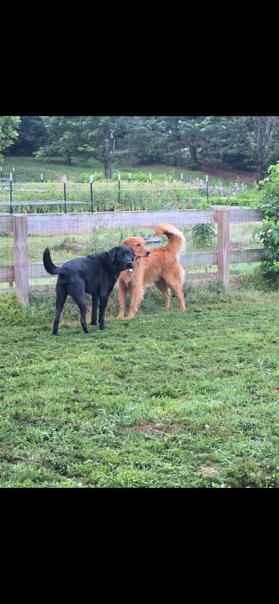 A black Lab and a golden retriever playing together in a fenced grassy yard