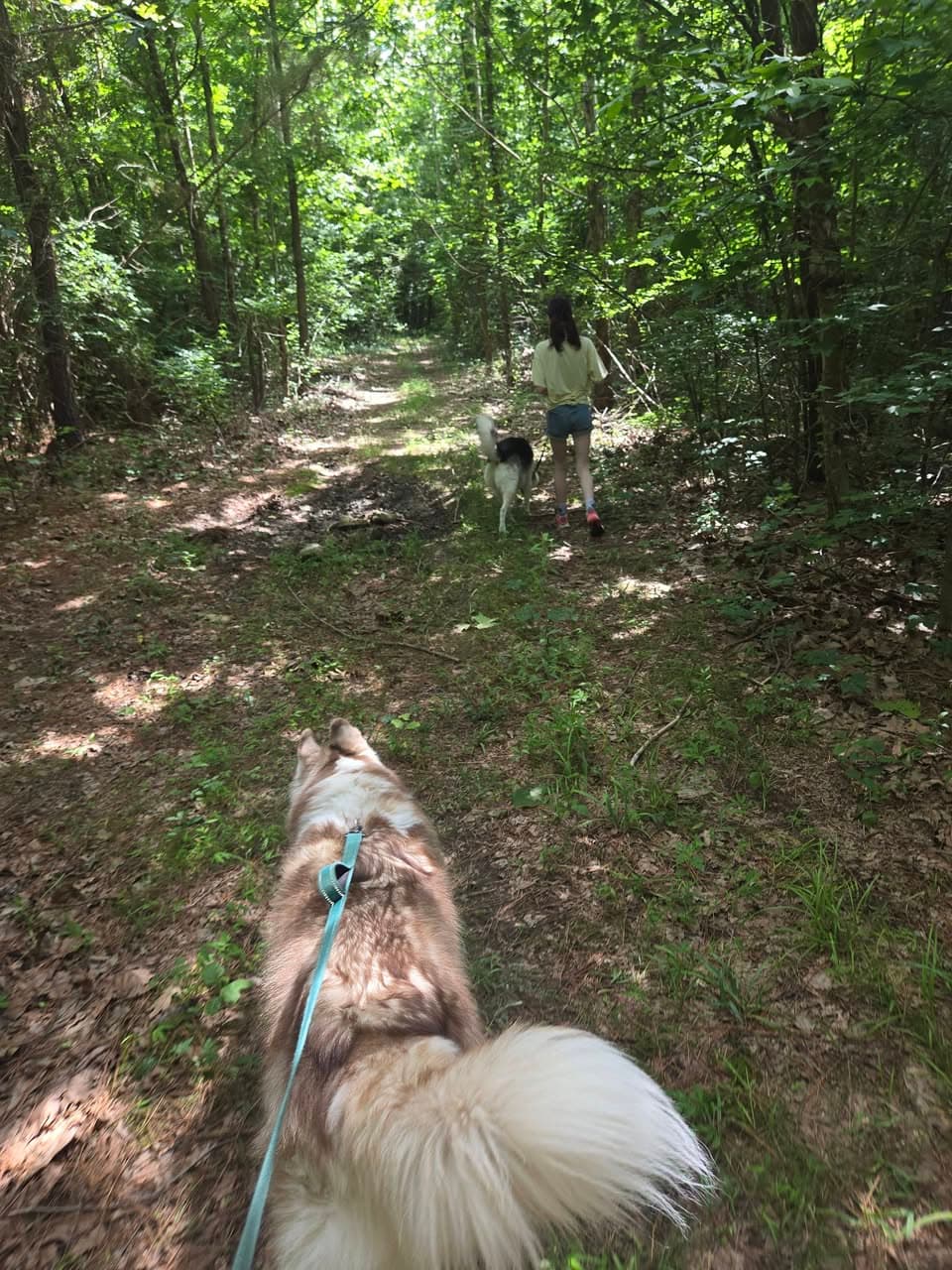 Point-of-view of a husky on a leash hiking a shaded forest trail